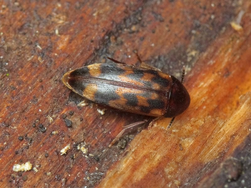 Orchesia undulata Kraatz, 1853